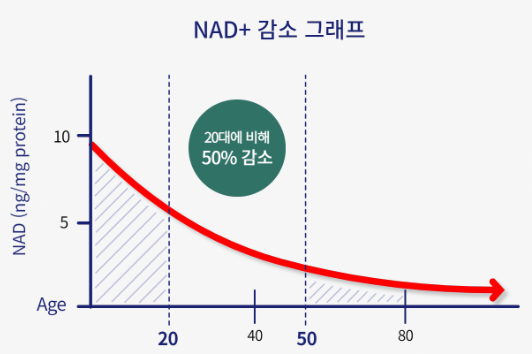 NAD⁺ 농도는 감소 그래프
