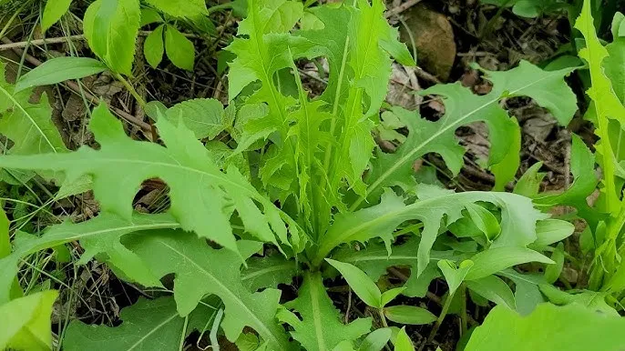 왕고들빼기 효능과 섭취시 주의사항 건강 정보_1