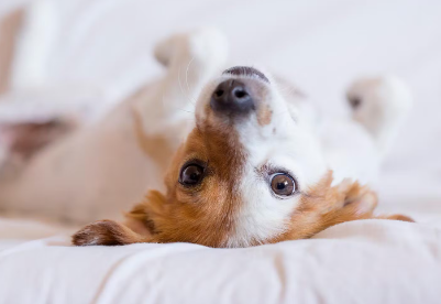 개가 주인에게 달라붙는 이유는? _ 개.