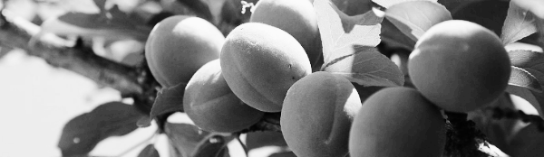 중부지방 매실 수확시기