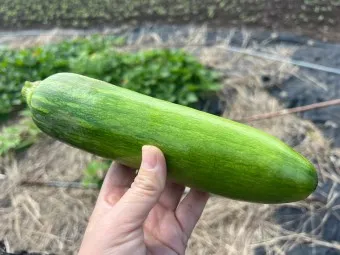 애호박 효능_11