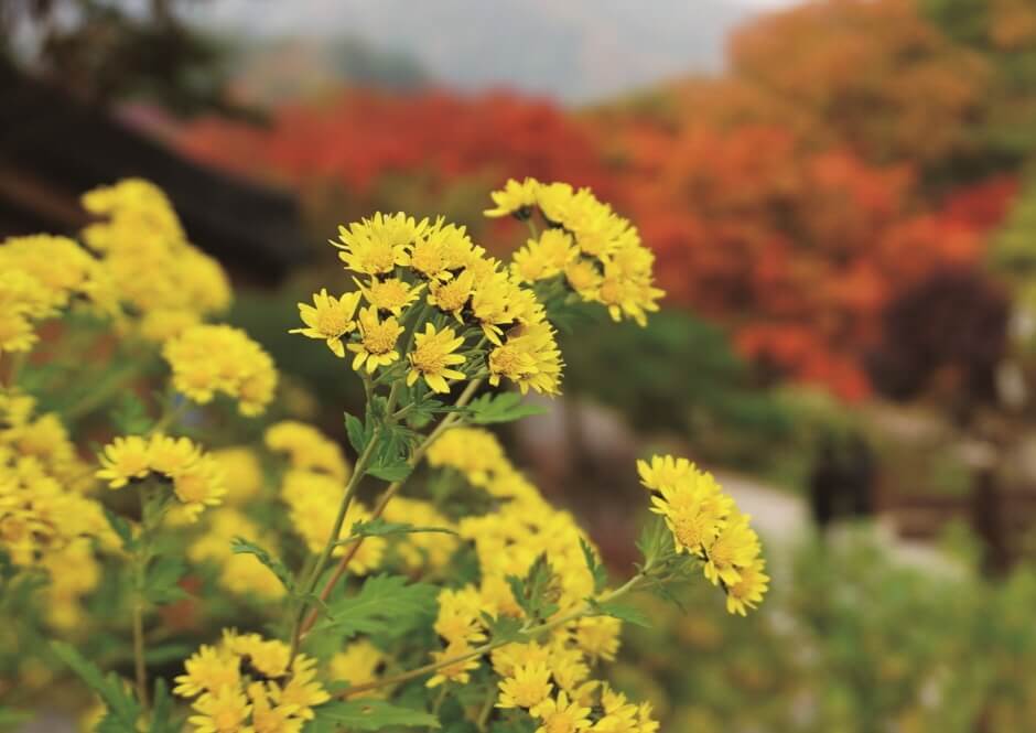 들국화 전시회1