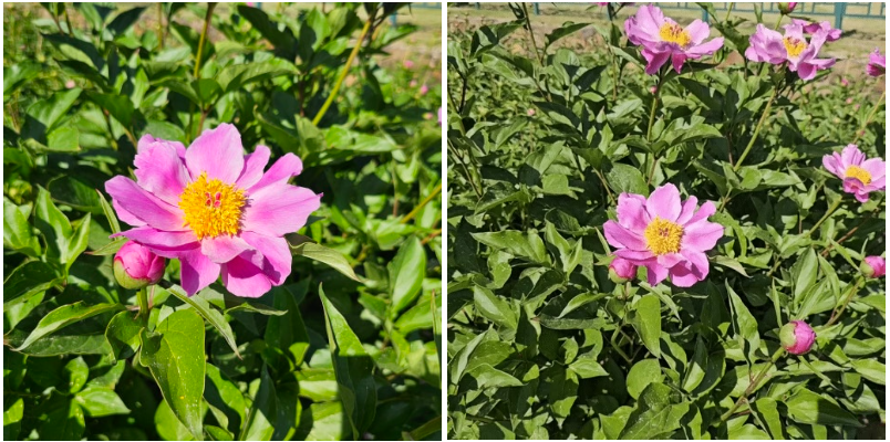 경주 서악동 삼층석탑, 숨겨진 작약꽃 명소에서 즐기는 봄 풍경