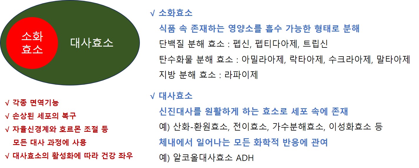 효소