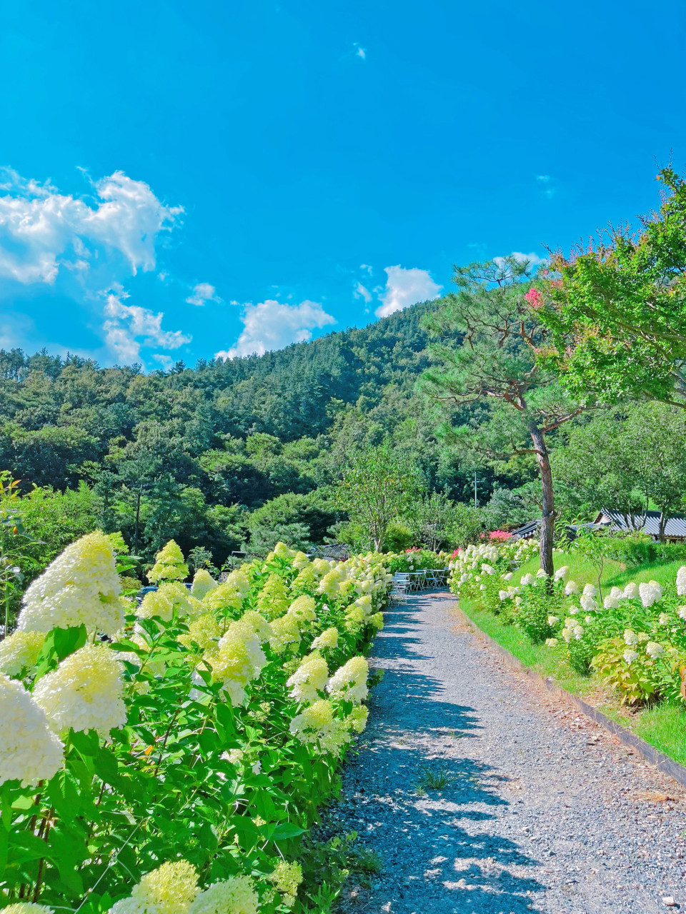 완주 두베카페 수국