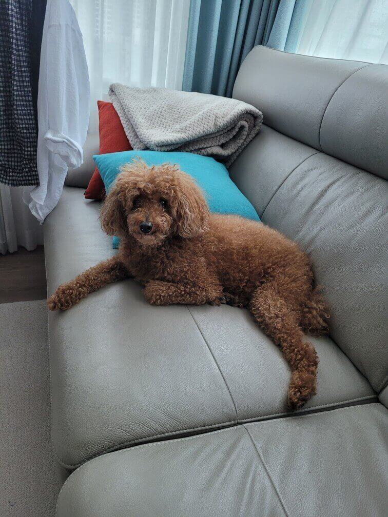 얼음땡 놀이로 발 깨무는 새끼 강아지 훈련하기