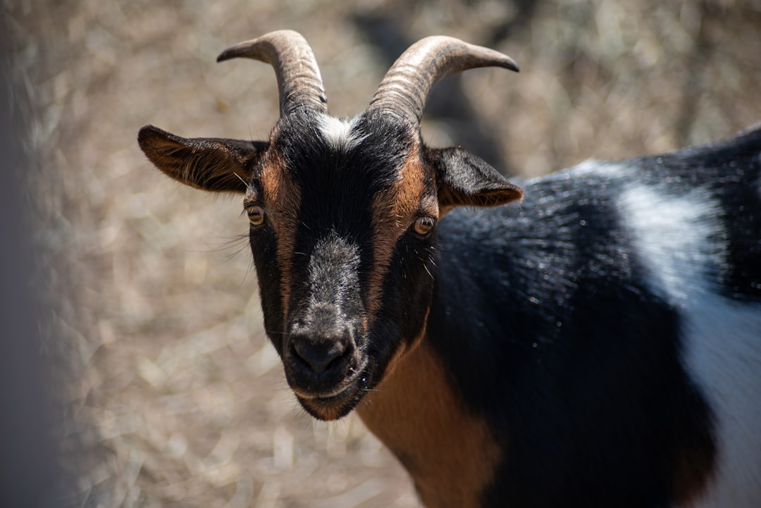 black goat