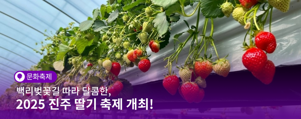 딸기 축제 안내