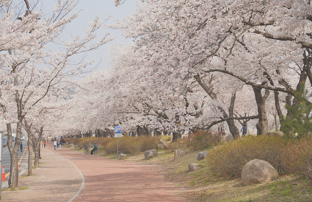 2024 경주 벚꽃 개화시기