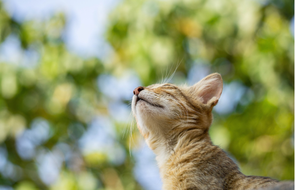 고양이는 시간을 어떻게 인식할까?