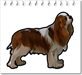 반려견
캐벌리어 킹 찰스 스패니얼(Cavalier King Charles Spaniel)
