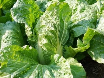 배추 재배 정식 시기 석회 뿌리기 벌레 예방_3