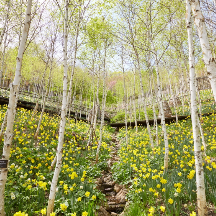곤지암 화담숲 수선화축제