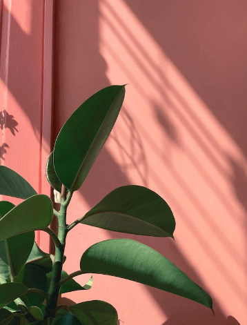 금전수 돈나무 키우기 물주기 가지치기