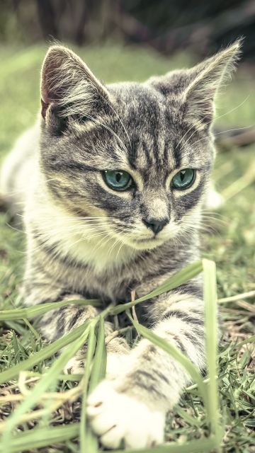 고양이 핸드폰 배경화면