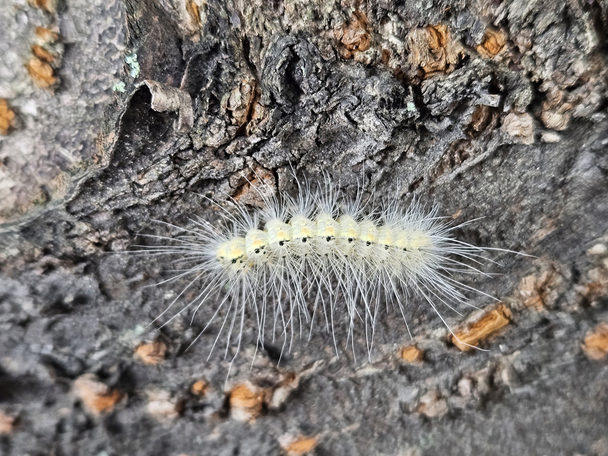 미국흰불나방16