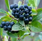 아로니아 효능