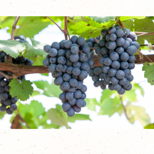 주렁주렁 열린 포도