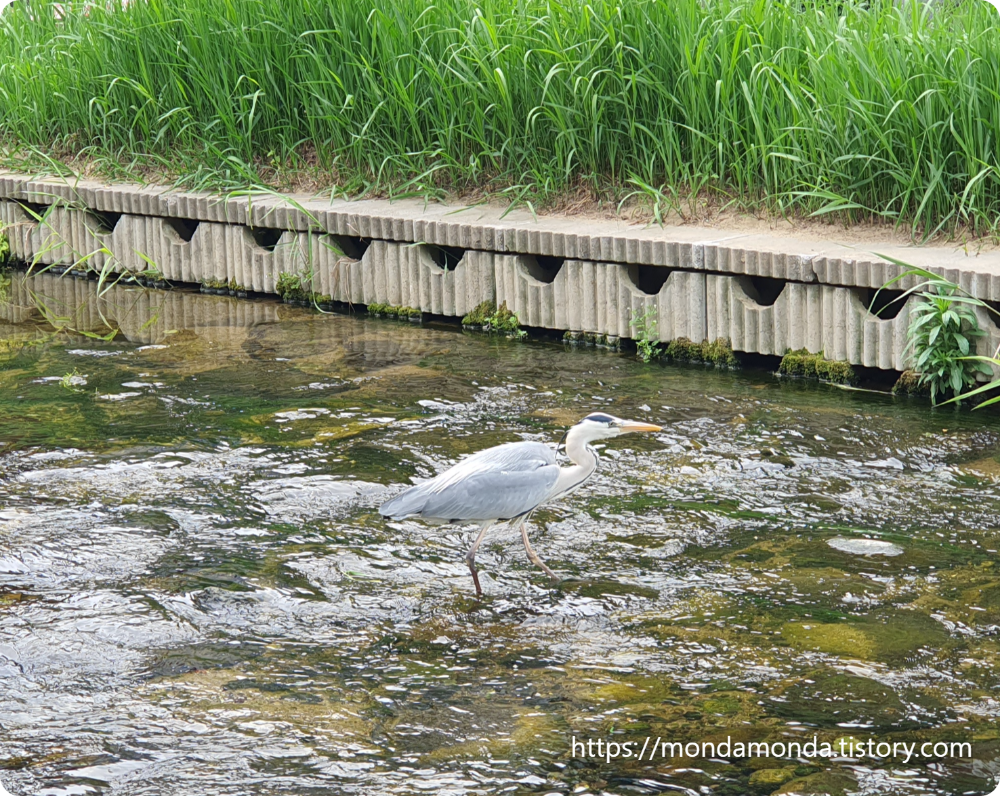 심곡천에 놀러온 새