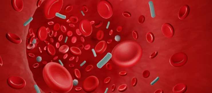 연근 효능 - 혈액순환