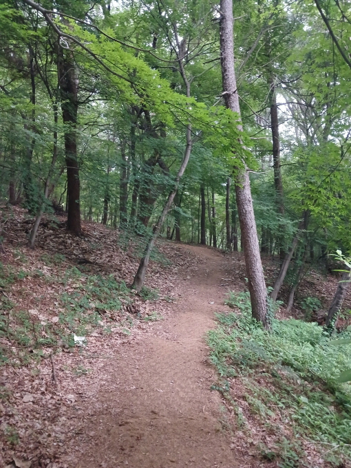 A peaceful dirt trail winding through a quiet forest — a natural setting that helps relieve air conditioning sickness symptoms during the summer.-/고요한 숲속을 구불구불 이어지는 흙길 산책로 — 여름철 냉방병 증상 완화에 도움이 되는 자연 환경입니다.
