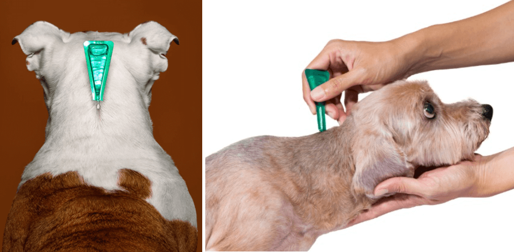 프론트라인-플러스-바르는-위치-사진