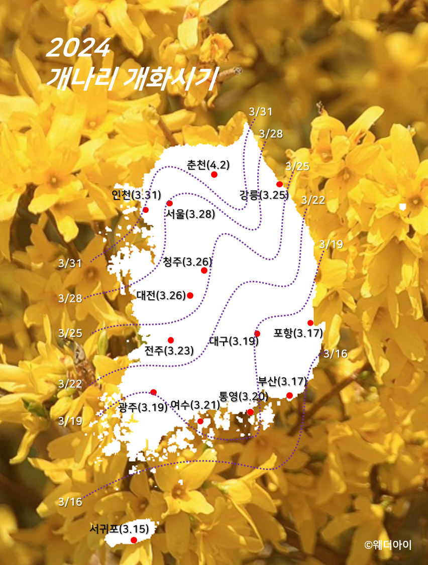 2024 개나리 개화시기
