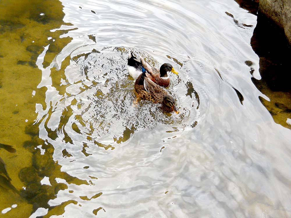 홍제천 다시 오리(Duck)