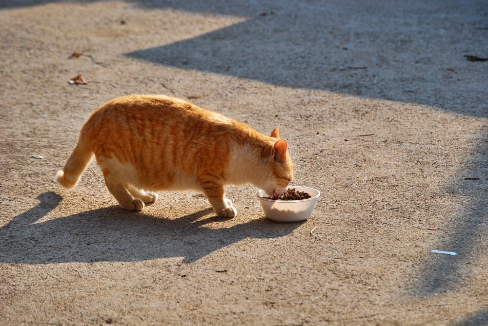 시골 집 고양이
