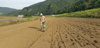 수수 재배 이삭 관리 쓰러짐 방지 건조 수확_12