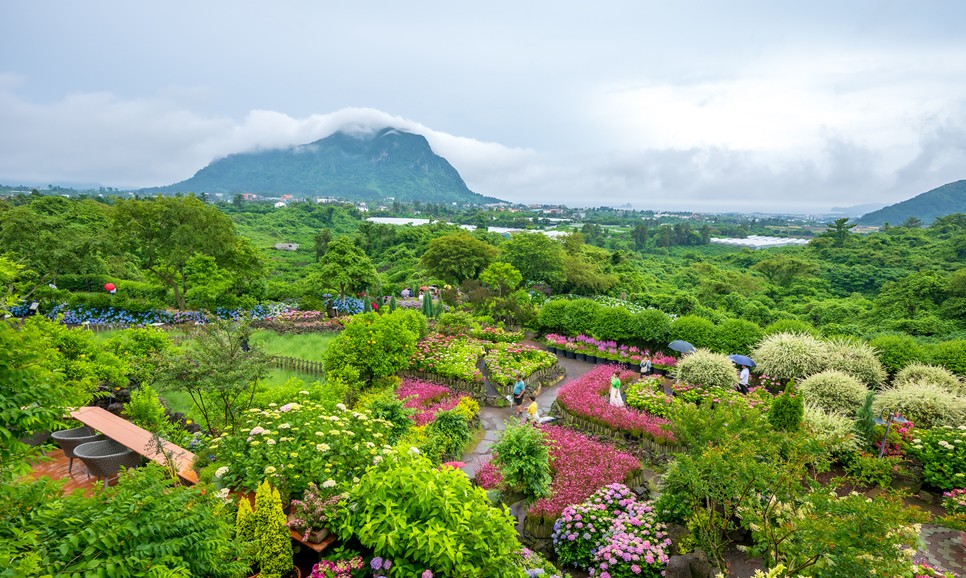 제주 마노르블랑 수국축제