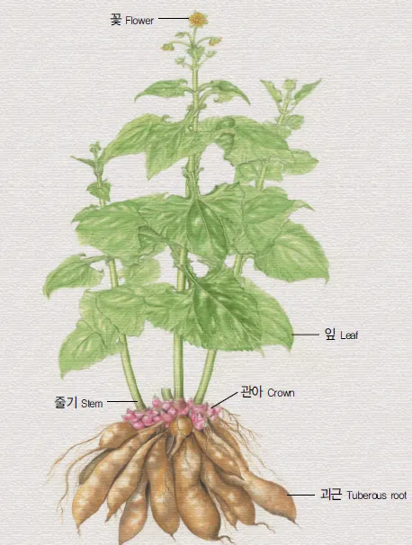 야콘 재배 덩이 비대 관리 토양 갈기 저장 요령_2