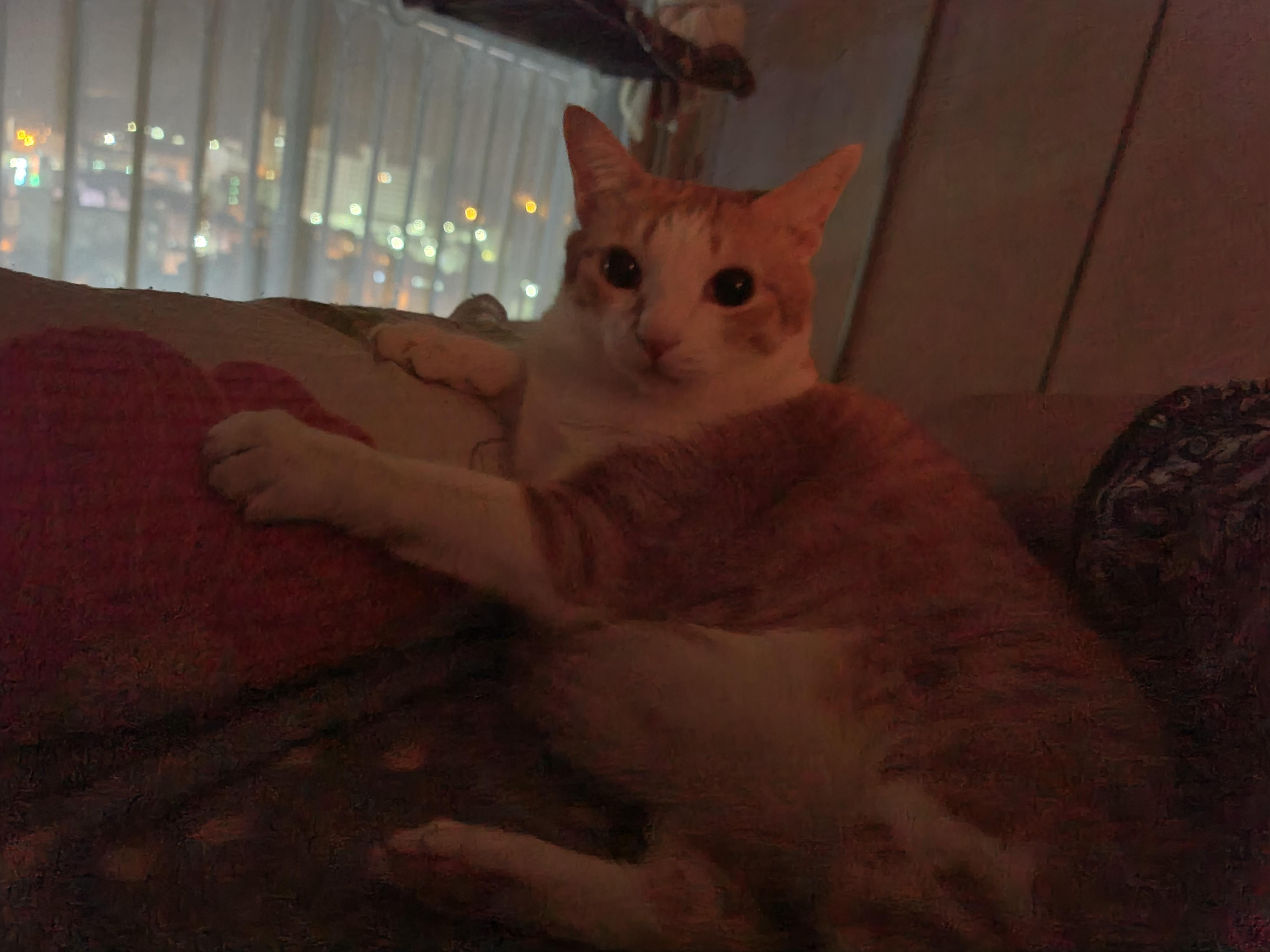 엄마 팔 꼭 껴안고 자는 고양이 호야