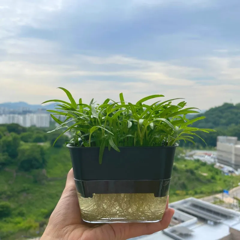 수경재배 준비 병선택 뿌리관리 액비투여 물갈이주기 가이드_5