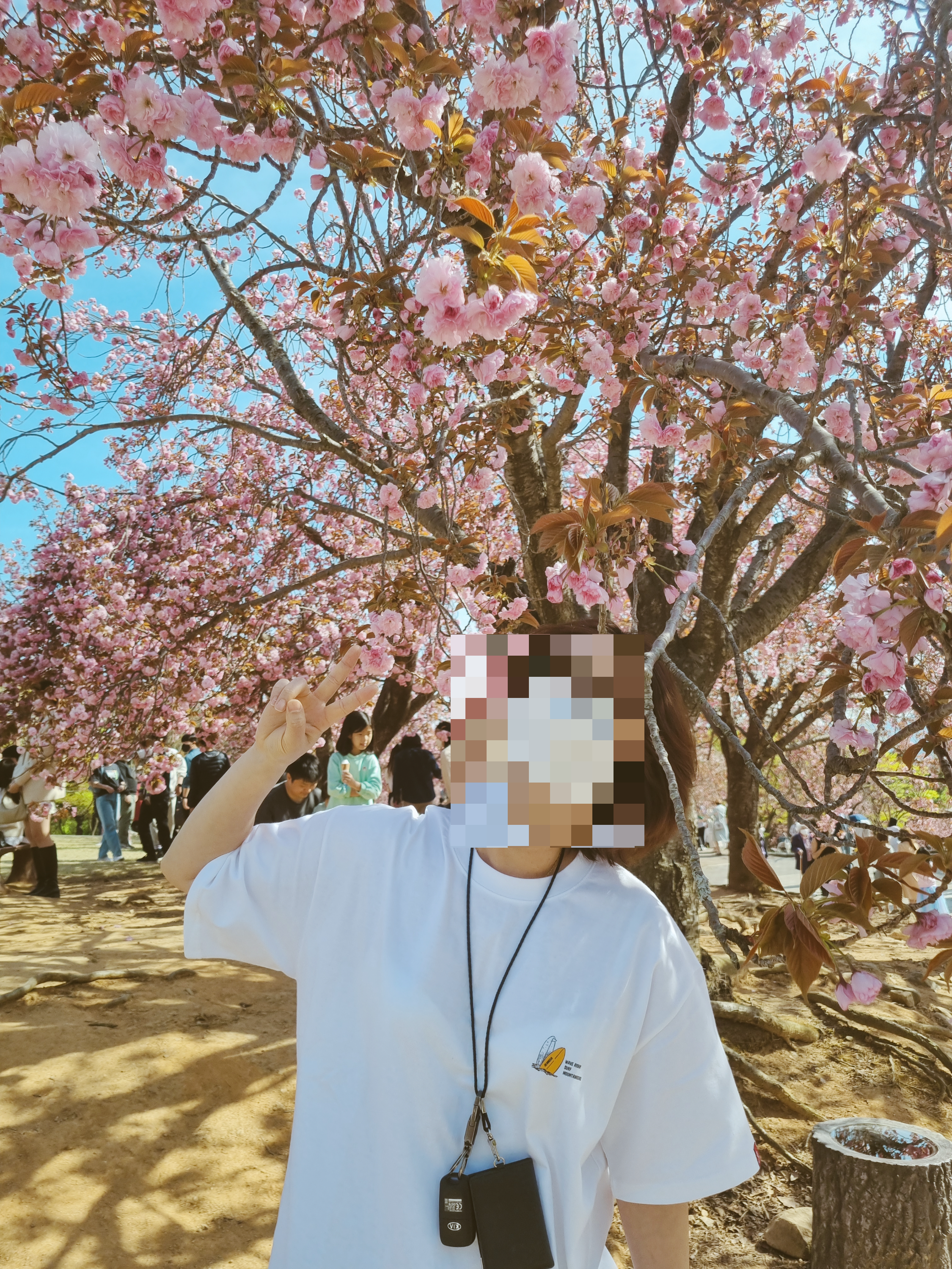 경주 불국사 겹벚꽃