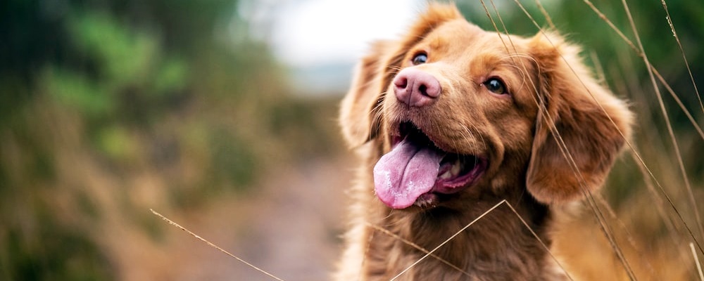 새끼 강아지 키우는법 34 이미지