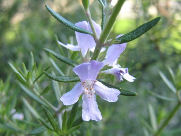 로즈마리추출물