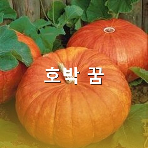 노랗게-익은-호박이-탐스럽게-생긴-모습