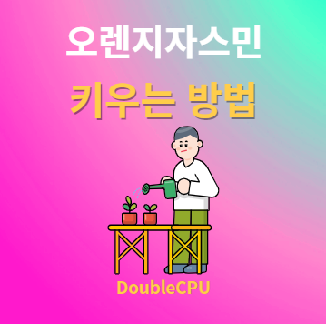 오렌지자스민 키우기