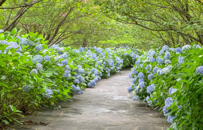 제주 서귀포 수국길