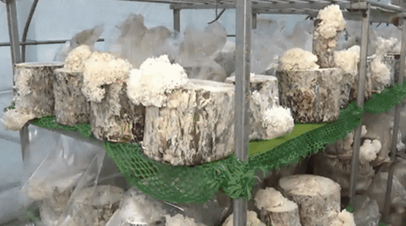 원목에서 재배하는 꽃송이버섯