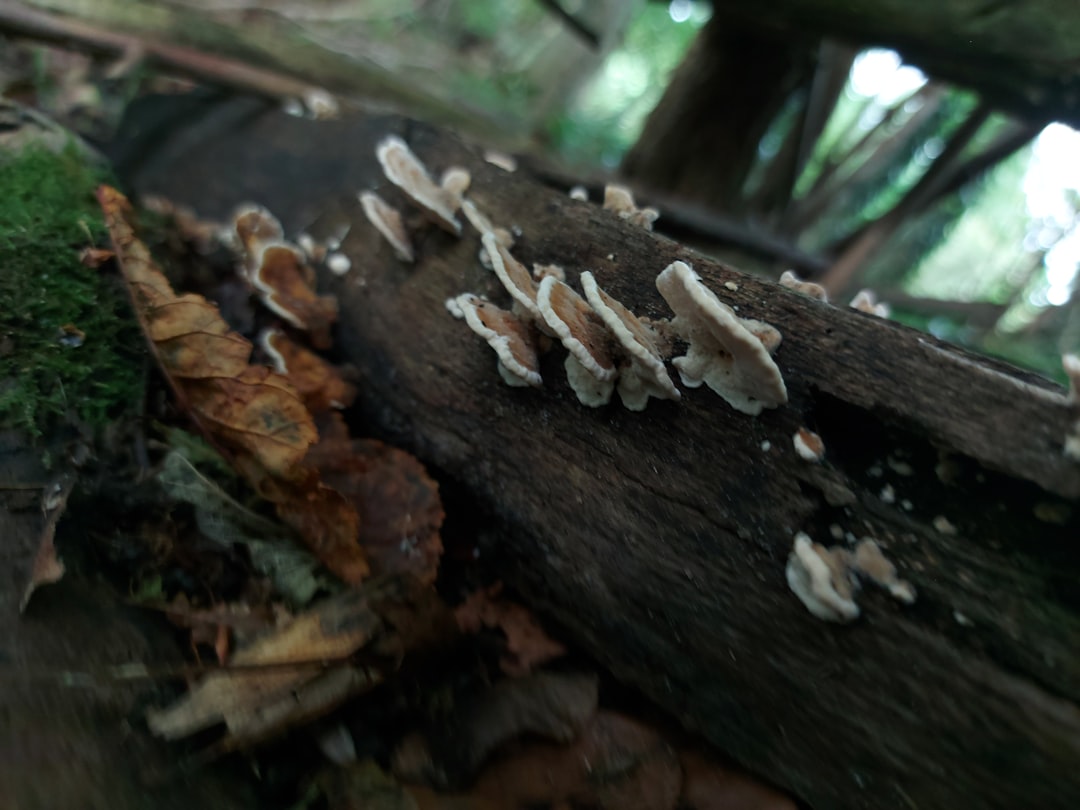 Identification.