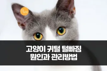 고양이 귀털 빠지는 이유, 관리법_31