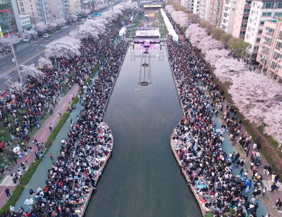 불광천 벚꽃 축제