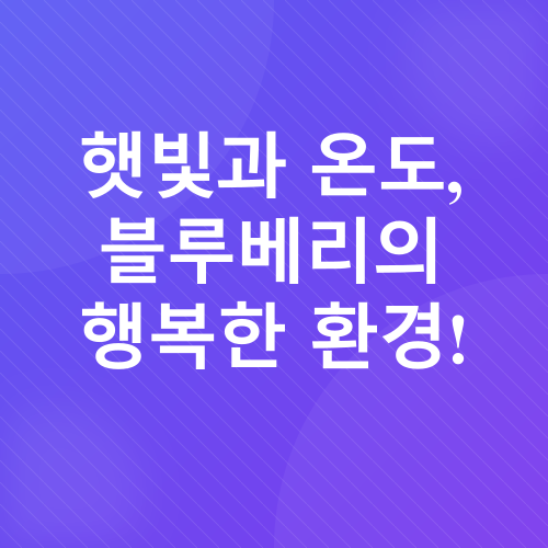 블루베리 화분 재배_3