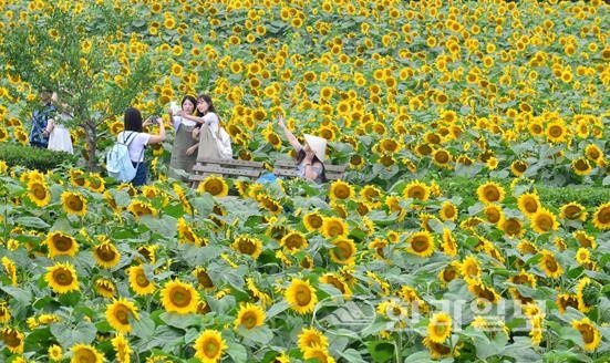 생방송오늘저녁 제주도 노란 해바라기 밭 농장에서 인생샷 사진 찍기 좋은 명소 가볼만한 곳 추천 방송정보 대한민국 보물정원 소개