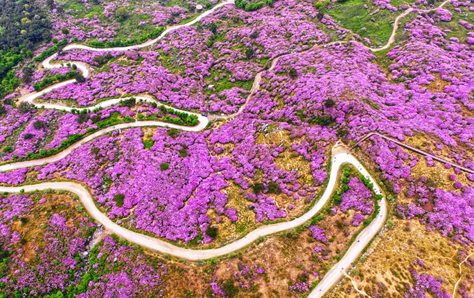 황매산철쭉제