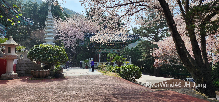 부산의 벚꽃명소