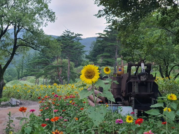 태백 해바라기 축제 2025 일정 및 즐길 거리 총정리!