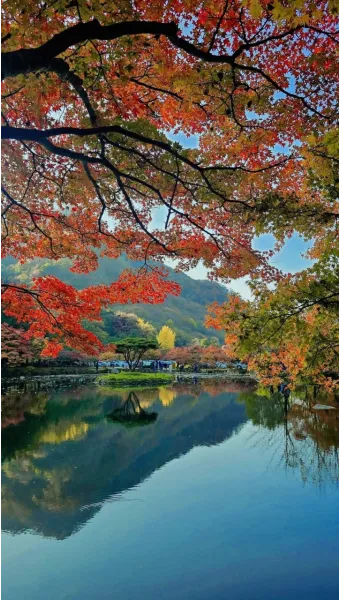 가을 단풍여행 베스트 명소 시니어 추천 코스 완벽 가이드_6